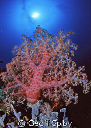 giant soft coral in Bunaken, Manado by Geoff Spiby 
